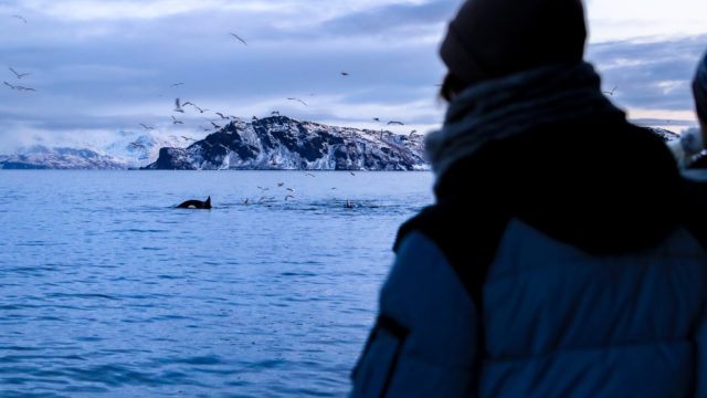 Watch whales from tromso. Our silent ship does reduces disturbance the whales during their feeding