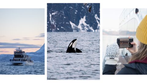 Whale-Watching-Tromsø-1
