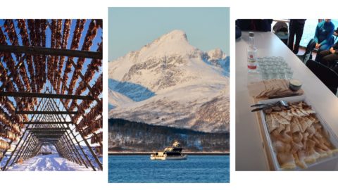 Fjord Wildlife Cruise
