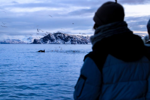 Watch whales from tromso. Our silent ship does reduces disturbance the whales during their feeding